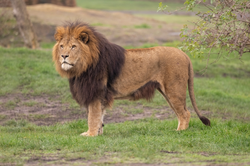 Safari Lodges West Midlands Safari Park Lion Lodge