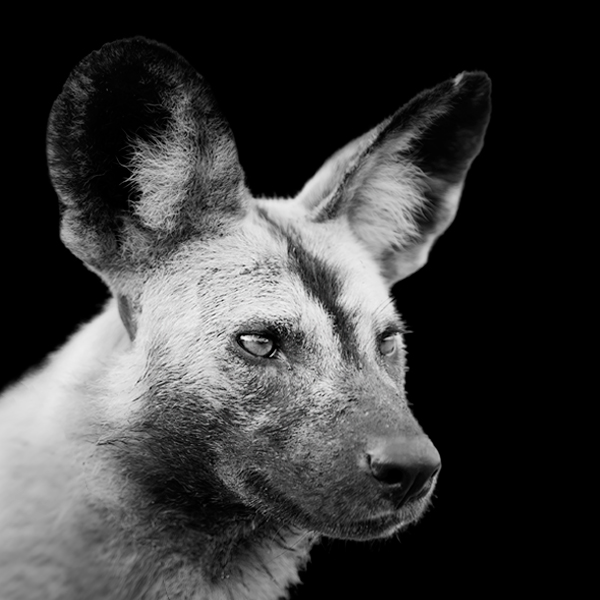 African-Wild-Dogs-600x600px