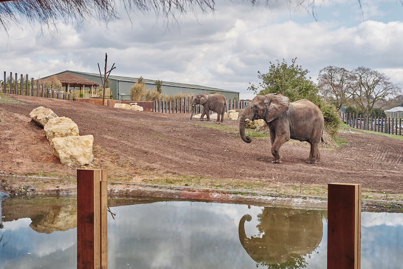 elephant safari park lodge uk