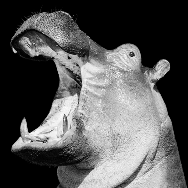 Hippo-600x600px