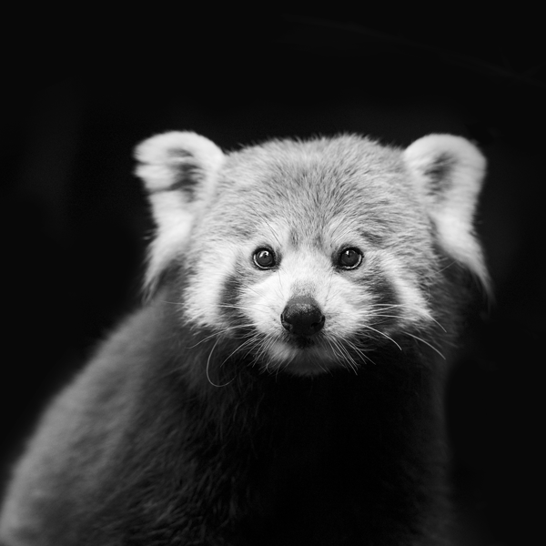 Red-Panda-01-Black-_-White-600