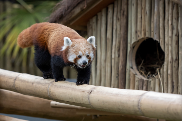 safari lodge red panda