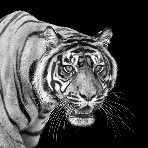 Sumatran-Tiger-Black-Square-800