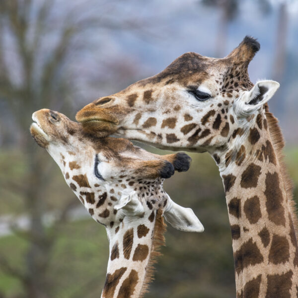 WMSP-Safari-Giraffe 30 - Arusha and Strider WMSP-Safari-Giraffe 30 - Arusha and Strider