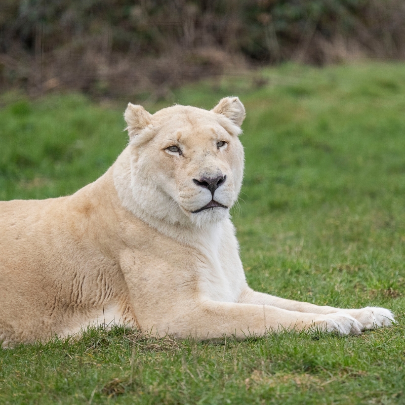 White Lion