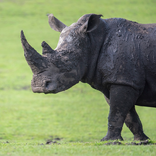 White-Rhino-29-Ailsa-600 White-Rhino-29-Ailsa-600