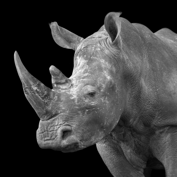 White-Rhino-Black-Square-800