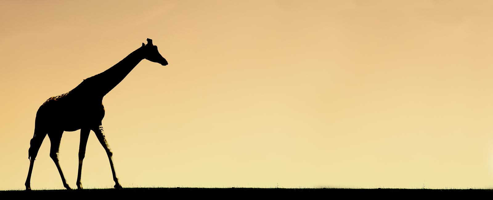 backgroundgiraffegold1600px Safari Lodges at West Midland Safari Park