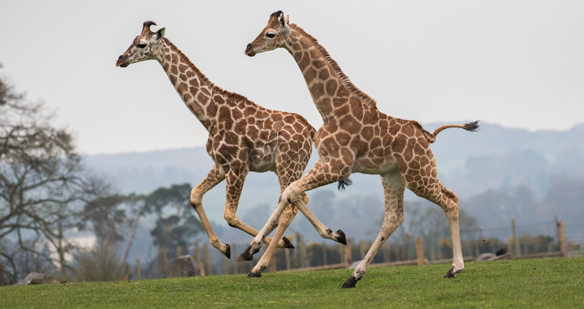 giraffe safari elephant