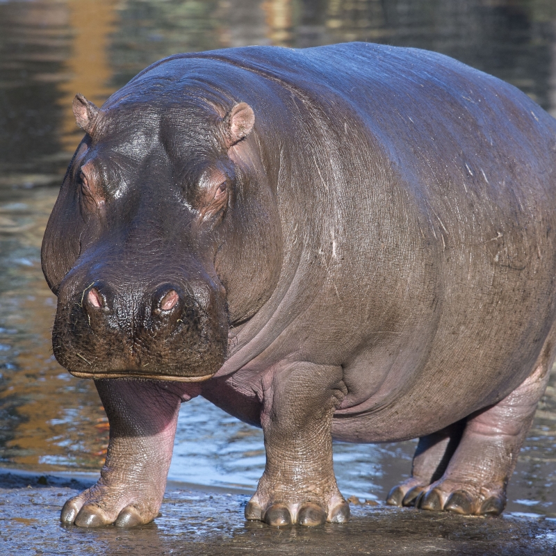 Hippo