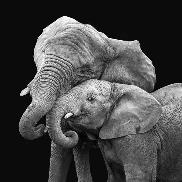 photo-African-Elephants-35-Black-Background-600px