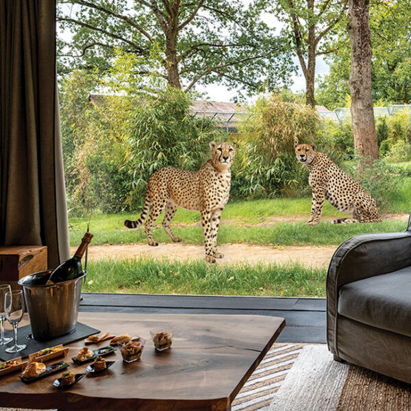 photo-cheetah1-650px