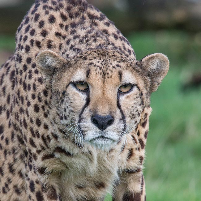 safari park kidderminster opening times