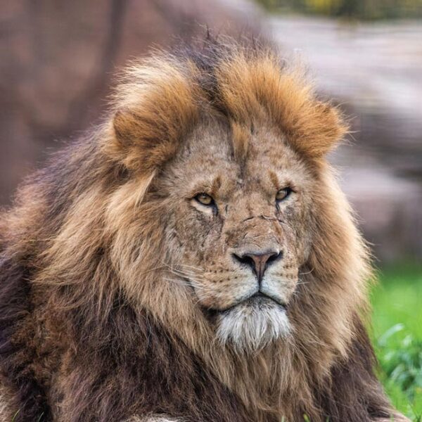 photo-lion1-650px